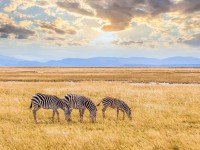 kenya_travel_insurance_savanna-1.jpg
